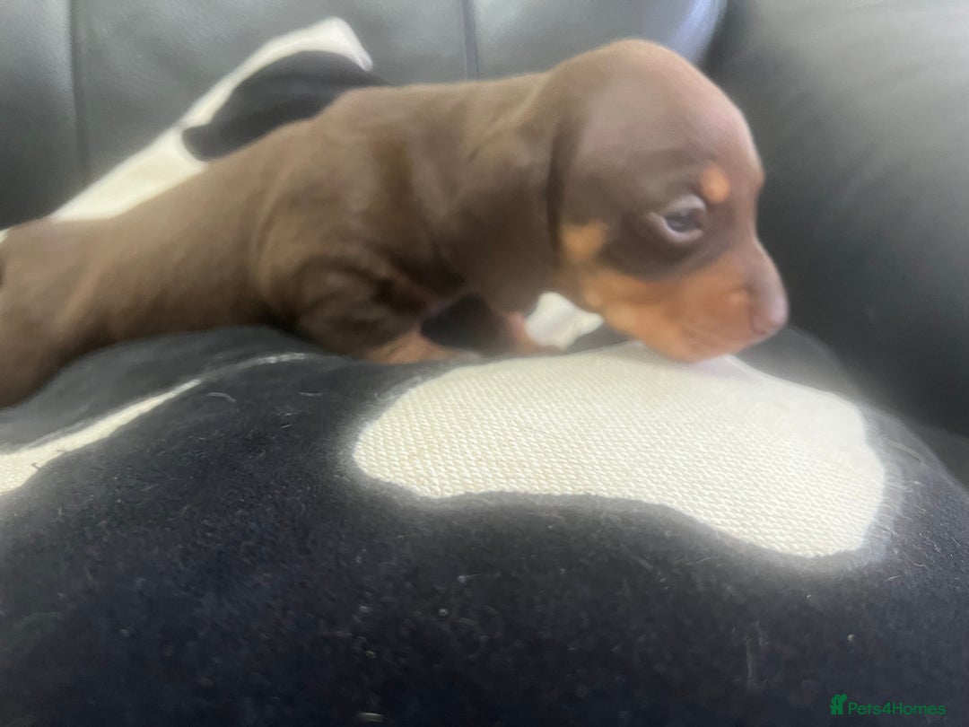 Miniature Dachshund dogs for sale: Champion line miniature Dachshunds KCREG PRACLEAR  - Image 18