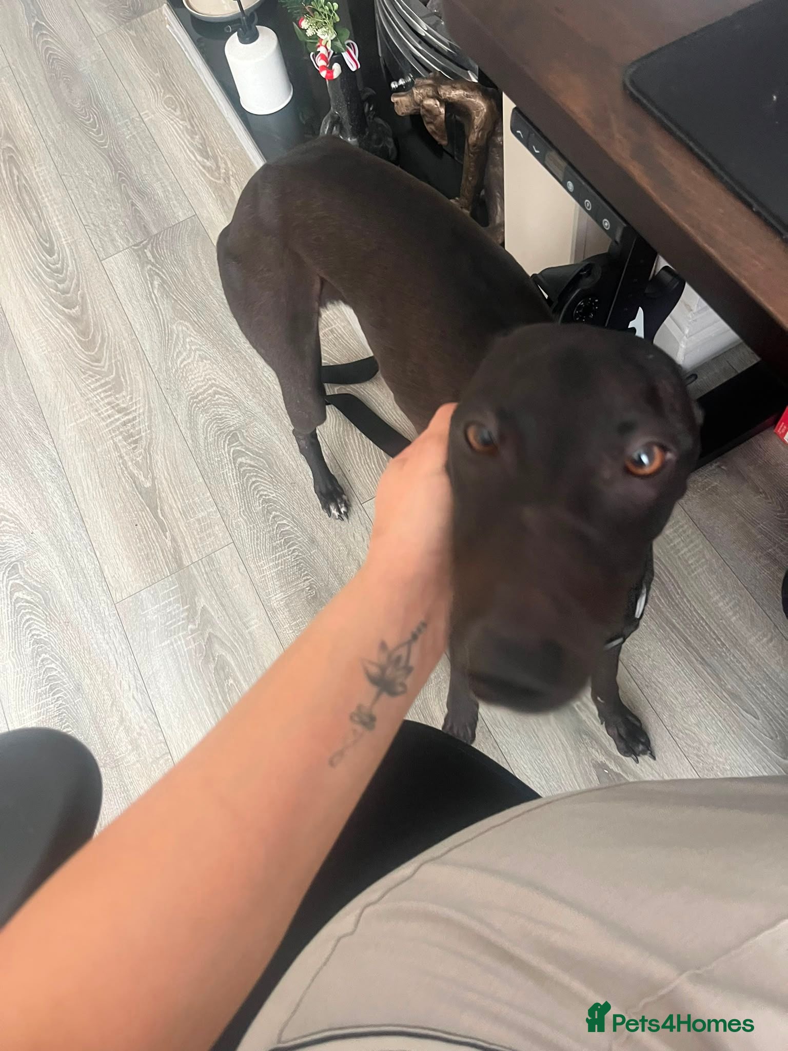 Mixed Breed dogs male for sale no fault of his - Advert 1