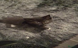British Shorthair cats for sale: Kittens  - Image 3