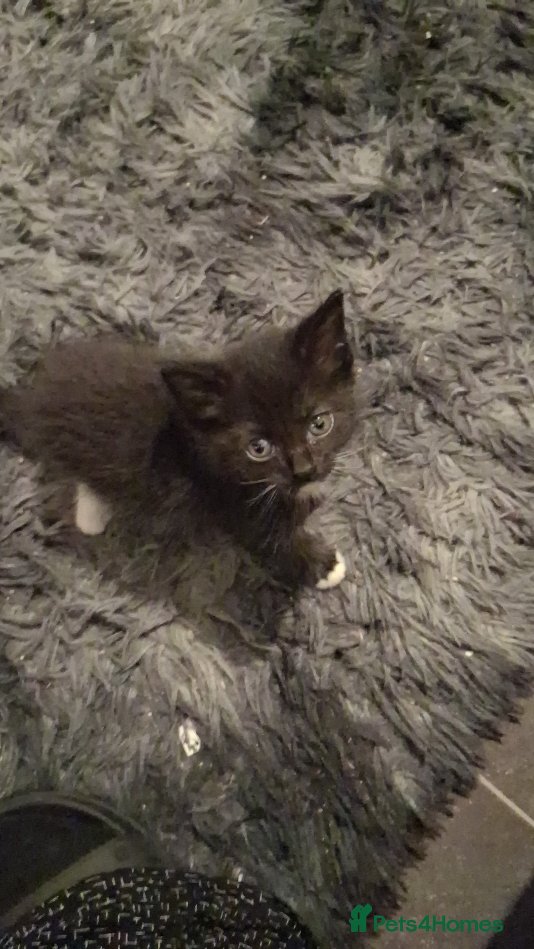 British Shorthair cats for sale: Kittens  - Image 3