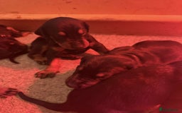 Dobermann dogs for sale: ⭐️DOBERMAN🐾PUPPIES⭐️🐶AVAILABLE🐾MID🐾SEPTEMBER🐶 - Image 19