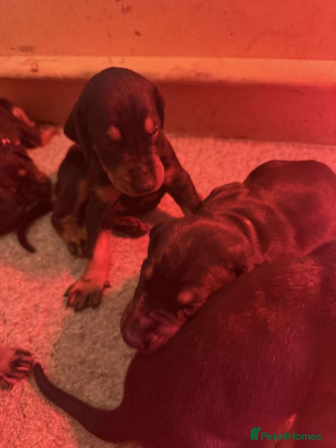 Dobermann dogs for sale: ⭐️DOBERMAN🐾PUPPIES⭐️🐶AVAILABLE🐾MID🐾SEPTEMBER🐶 - Image 19