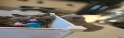 British Longhair cats for sale: One gorgeous british blue longhair girl  - Advert 3