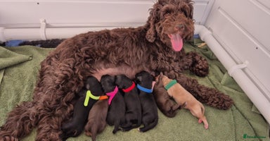Cockapoo dogs in Brighouse - Advert 10