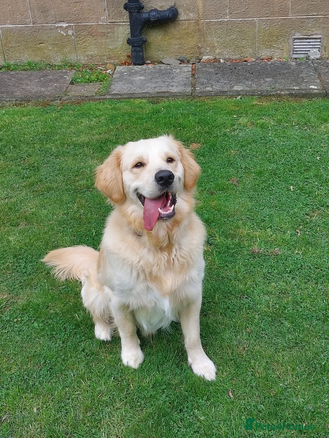 Golden Retriever dogs for sale: Golden retriever 11 months old  in Redditch - Advert 1