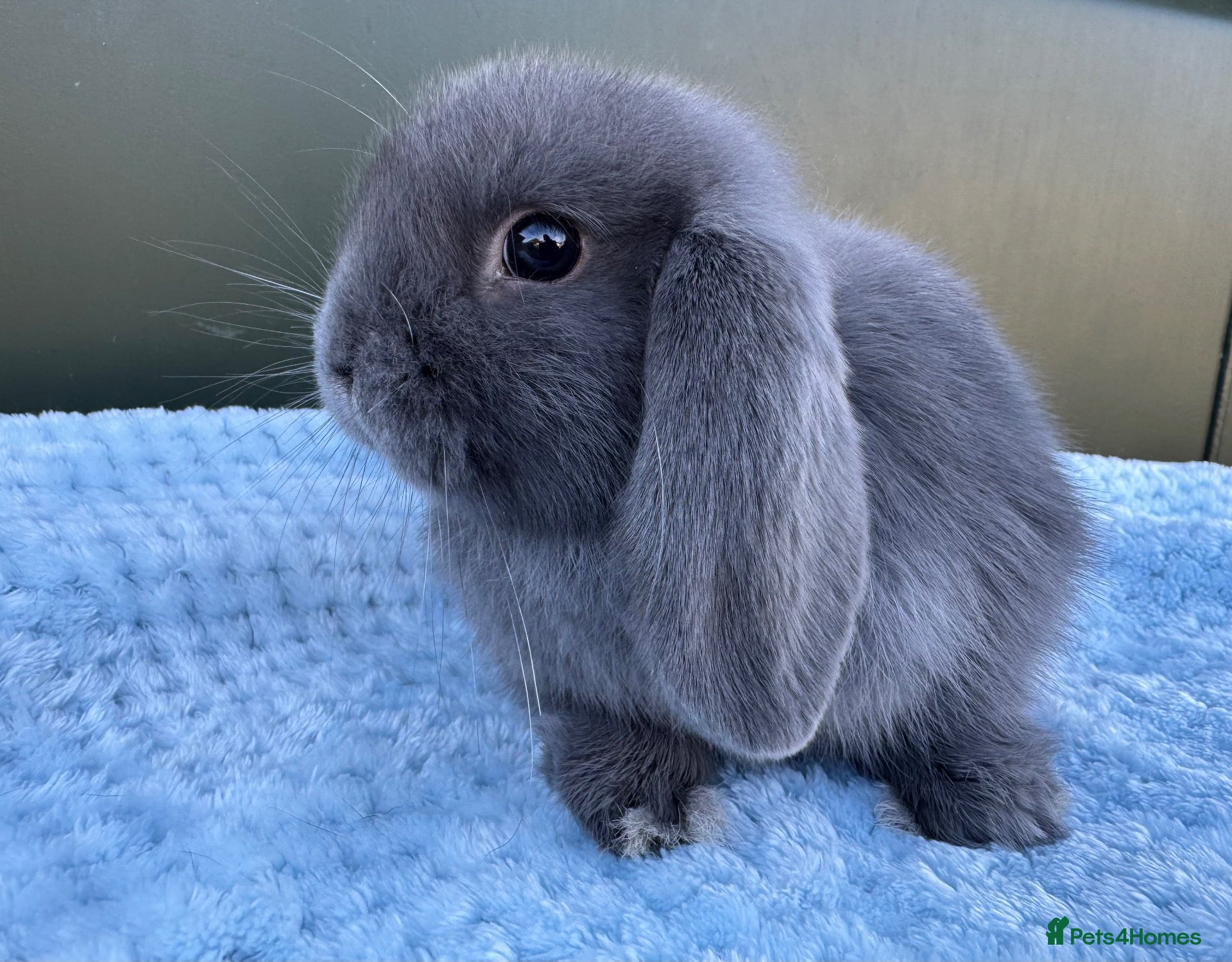 Mini Lop rabbits for sale: Pure bred Mini Lop Rabbits Ready to leave now - Advert 1