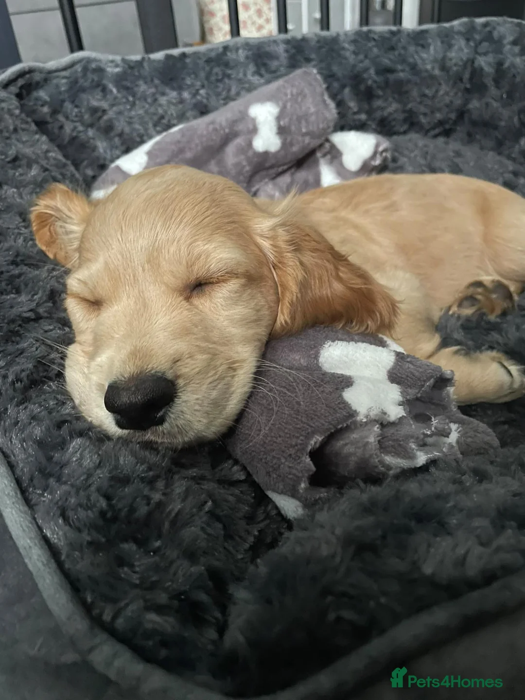 Sprocker dogs for sale: Sprocker × Cocker puppy - Advert 5