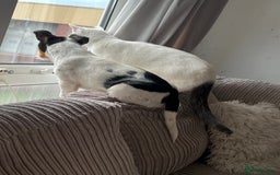 Mixed Breed cats for sale: Casper. Free to a good home  - Image 7