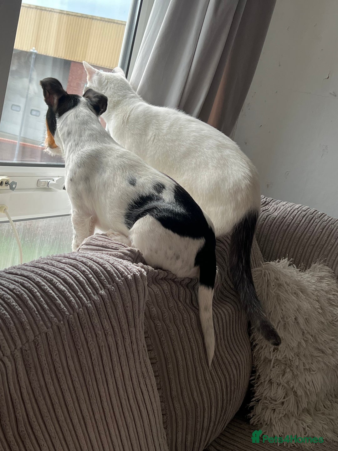 Mixed Breed cats for sale: Casper. Free to a good home  - Image 7