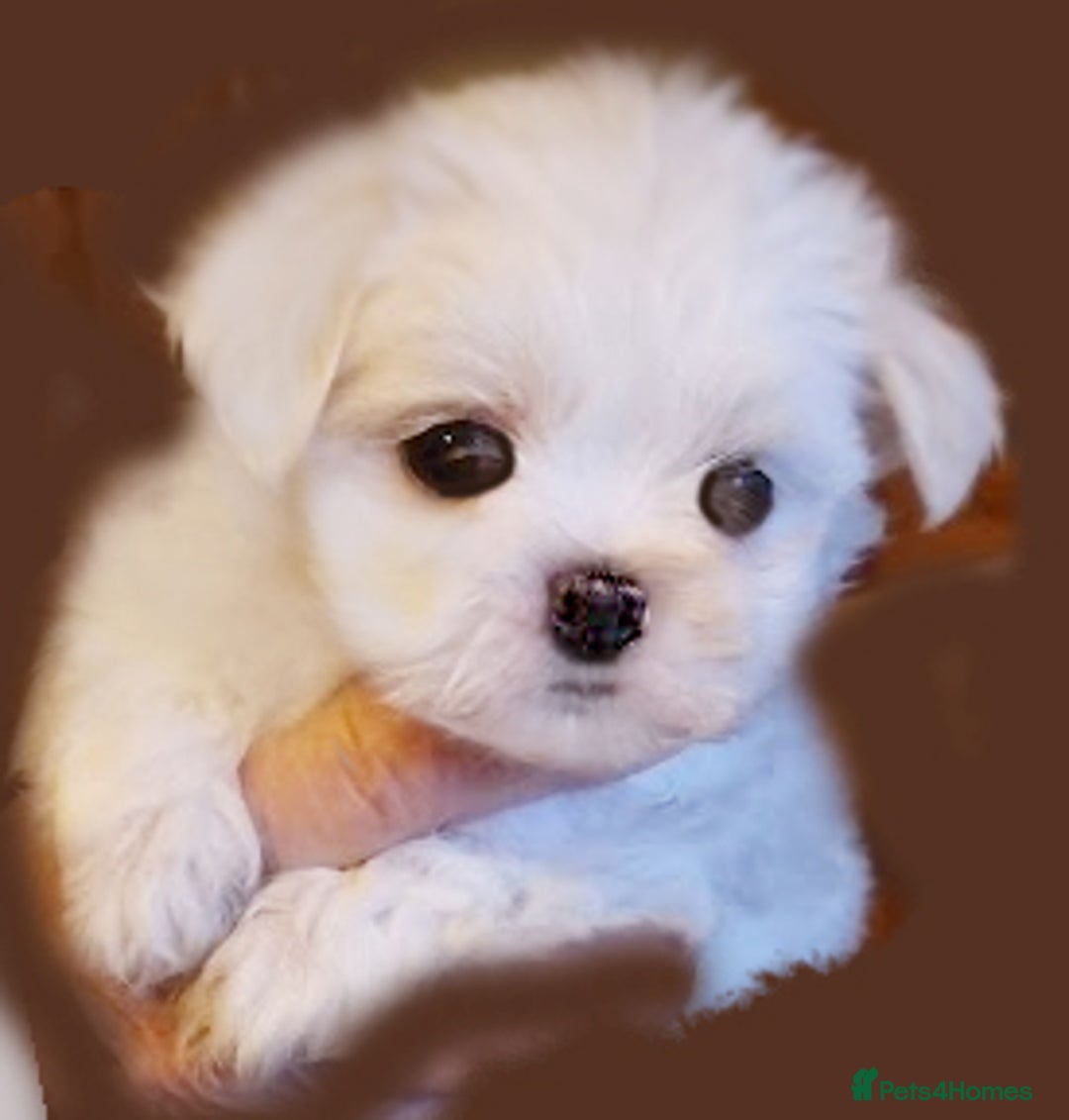 Maltese dogs for sale: KC registered Maltese - Advert 3
