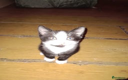 Mixed Breed cats for sale: 3 beautiful kittens  - Image 2