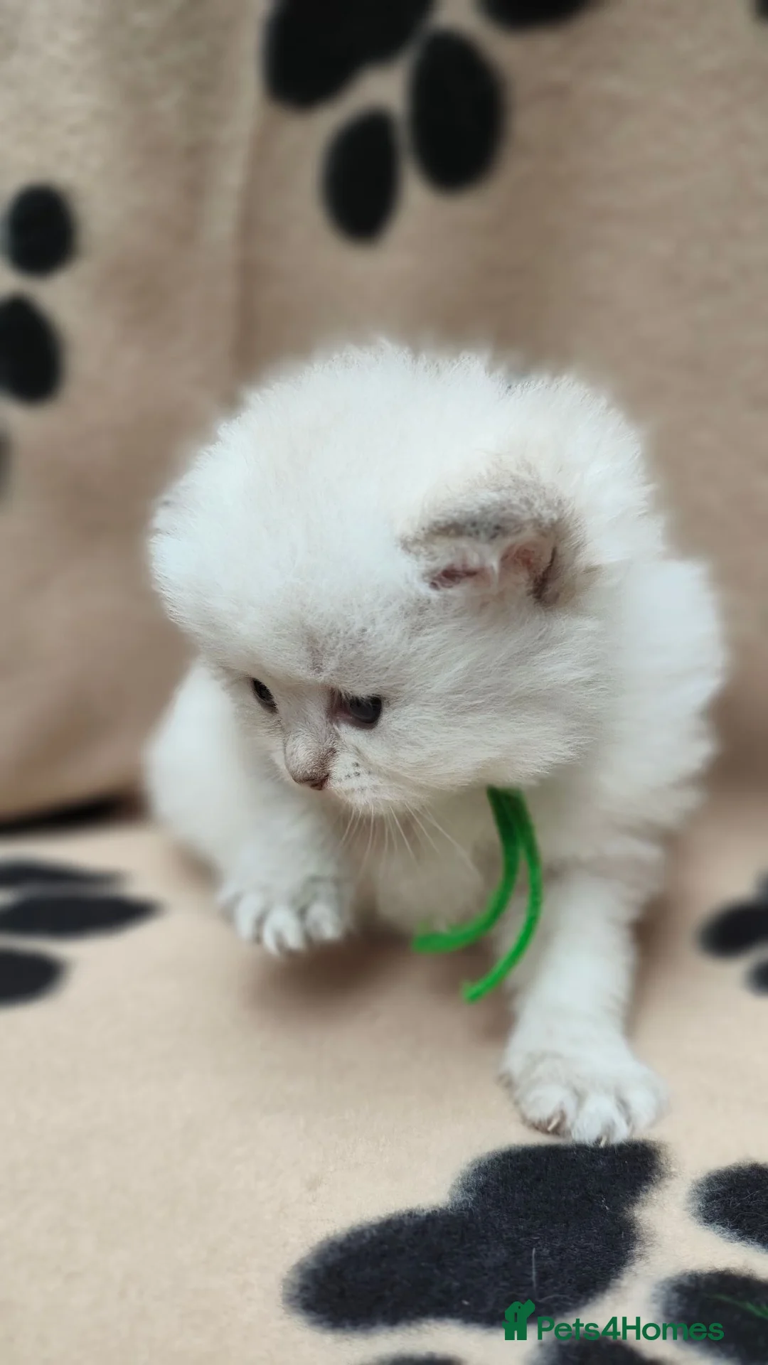 British Longhair cats for sale: TIKA -Beautiful British kittens female long hair  - Advert 13