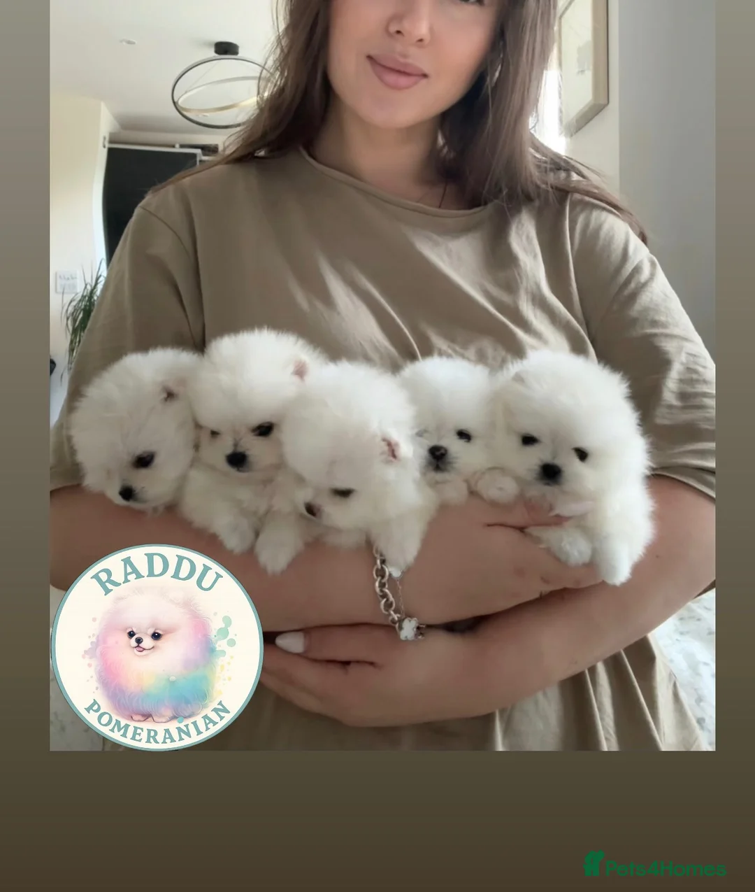 Pomeranian dogs for sale: 🏆Champion Teddies🧸 KC registered ✔️ - Advert 1