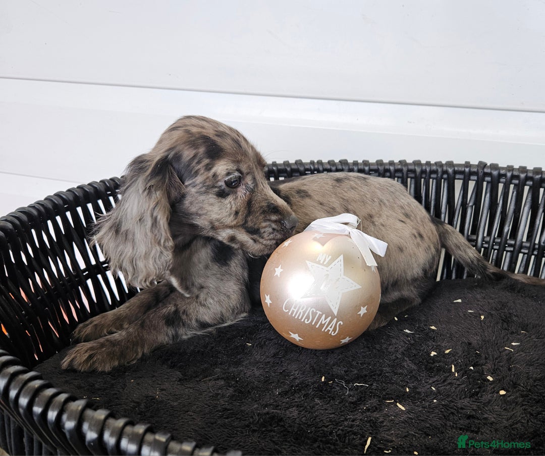 Cocker Spaniel dogs for sale: Working type rare marking cocker spaniels - Advert 2