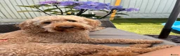 Cockapoo dogs for sale: Rosie 🐾 🩷 - Advert 2
