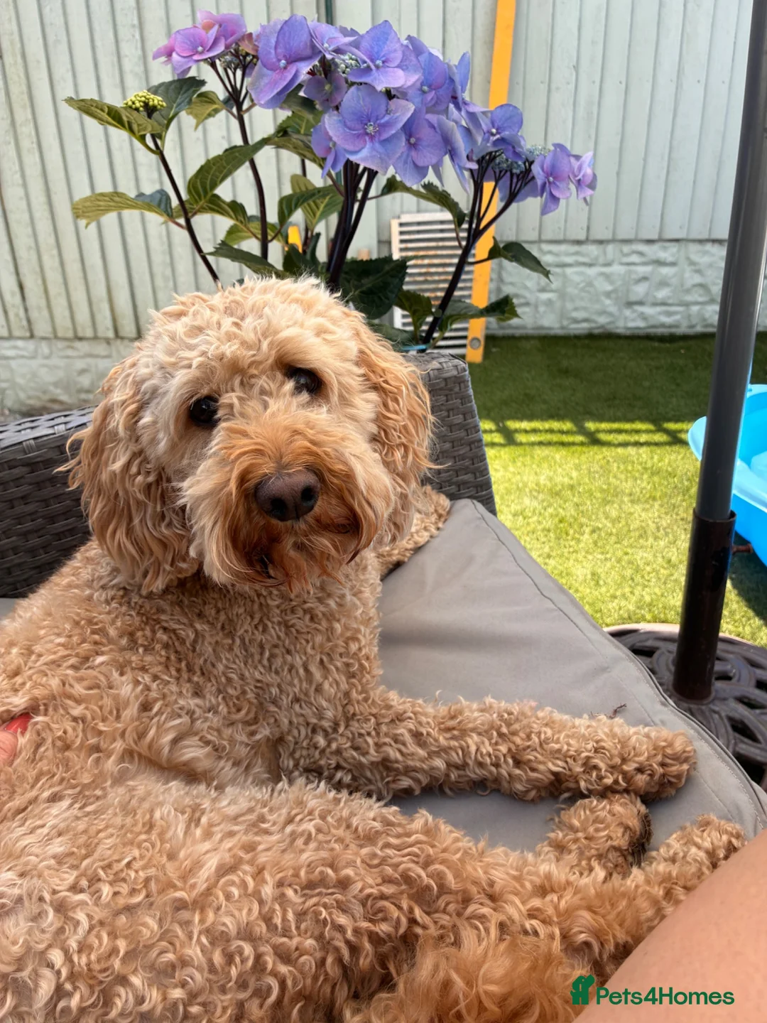 Cockapoo dogs for sale: Rosie 🐾 🩷 - Advert 2