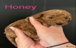 Miniature Poodle dogs for sale: Stunning minature poodle puppies  - Image 4
