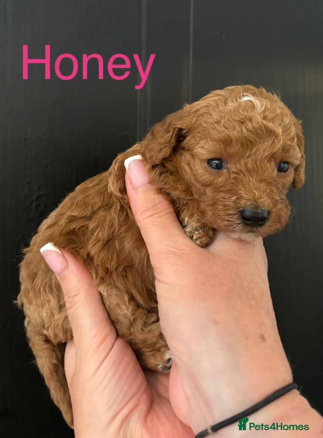 Miniature Poodle dogs for sale: Stunning minature poodle puppies  - Image 4