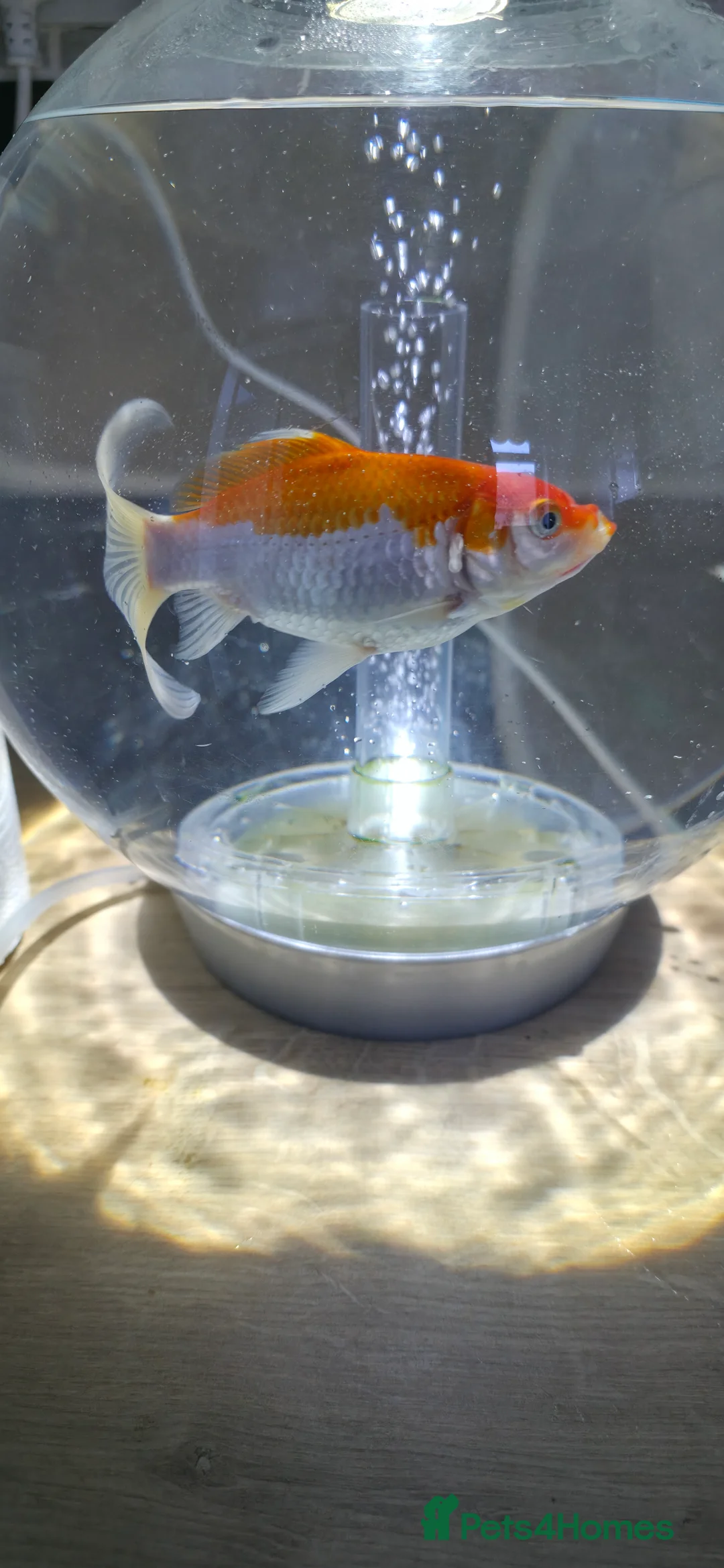 Goldfish fish for sale: Healthy goldfish for newhomw in Waterlooville - Advert 3