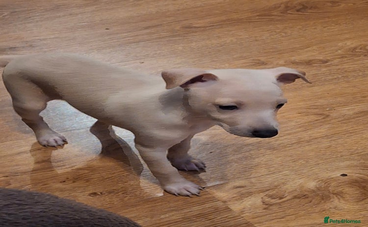Italian Greyhound dogs - Advert 2