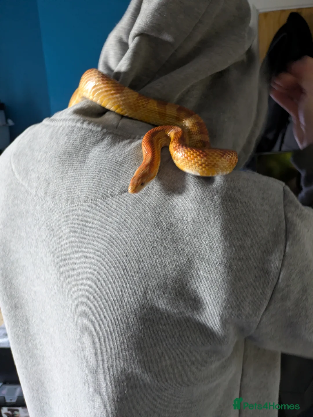 Corn Snake reptiles for sale: Tinsel - Advert 2