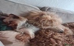 Yorkshire Terrier dogs for sale: Last female Yorkshire Terrier puppy left - Image 18