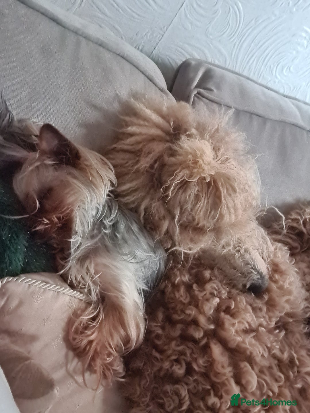 Yorkshire Terrier dogs for sale: Last female Yorkshire Terrier puppy left - Image 18