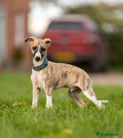 Whippet dogs - Advert 8