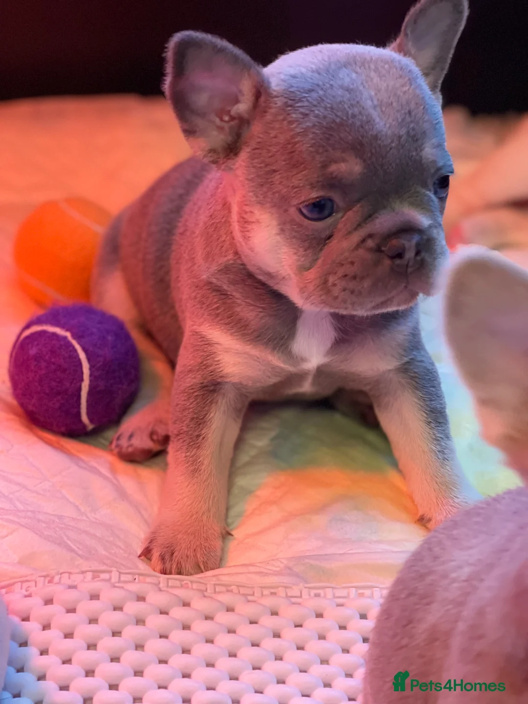 French Bulldog dogs for sale: KC registered new shade French Bulldog puppies - Advert 26