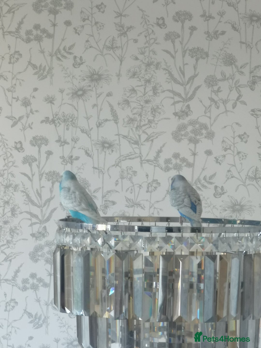 Budgerigars birds for sale: Budgerigars - one female one male - Advert 8