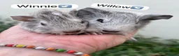 Guinea Pig rodents for sale: Winnie and willow / read description  in Bedford - Advert 3
