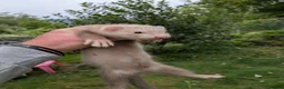 Ferret rodents for sale: Ferret kits - Advert 5