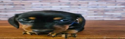 Miniature Dachshund dogs for sale: Dachshund miniature Pups Black & tan 11th of April in Ashford - Advert 17