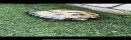 Tortoise reptiles for sale: Russian Tortoise  in Huddersfield - Advert 3