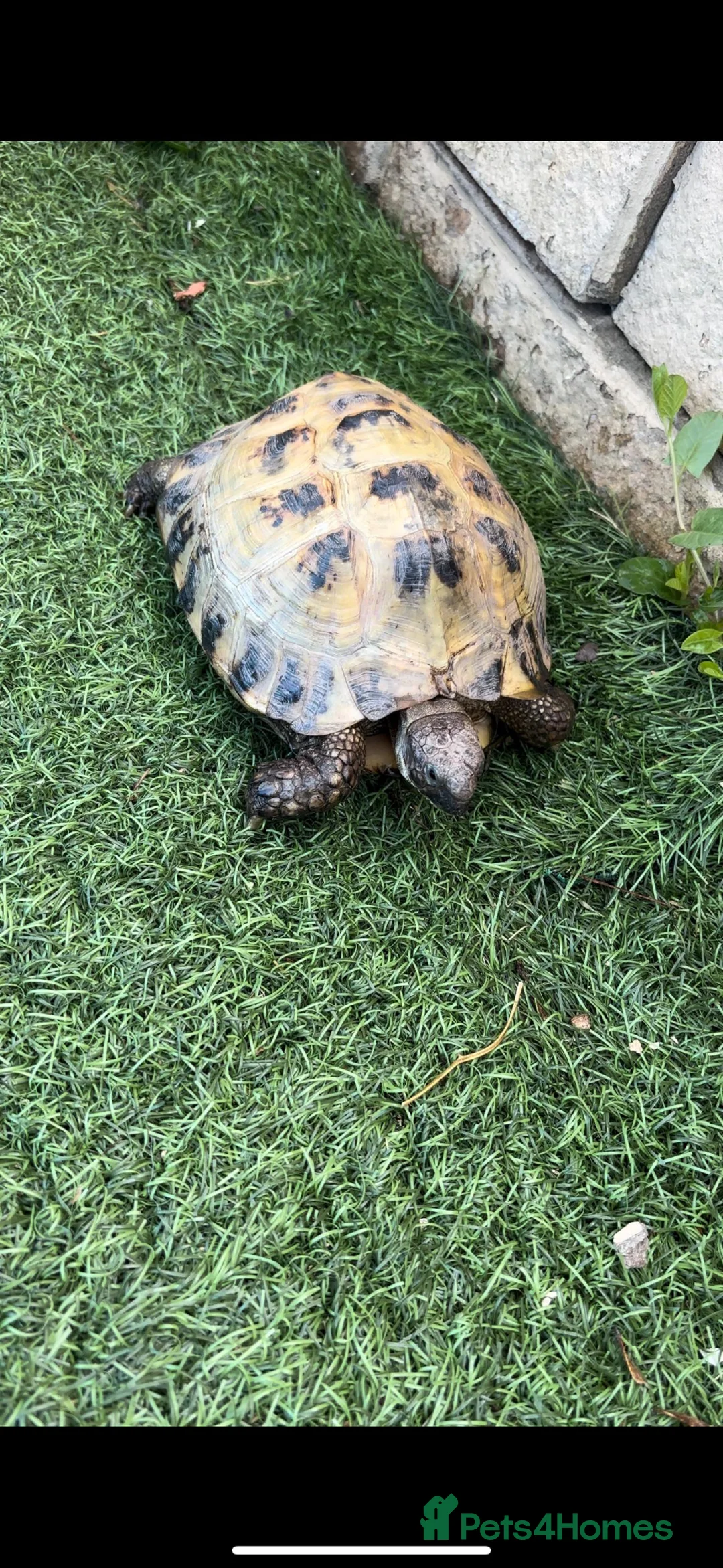 Tortoise reptiles for sale: Russian Tortoise  in Huddersfield - Advert 3