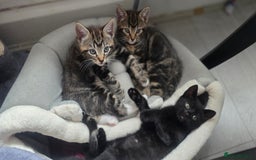 Mixed Breed cats for sale: Three lovely kittens are looking for forever home - Image 5