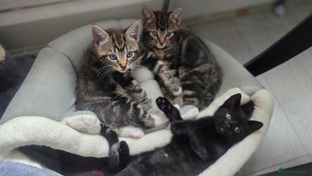 Mixed Breed cats for sale: Three lovely kittens are looking for forever home - Image 5