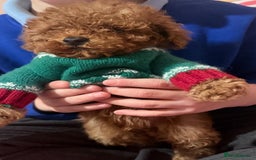 Toy Poodle dogs for sale: Toy Poodle - Advert 8