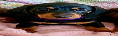 Dachshund 2