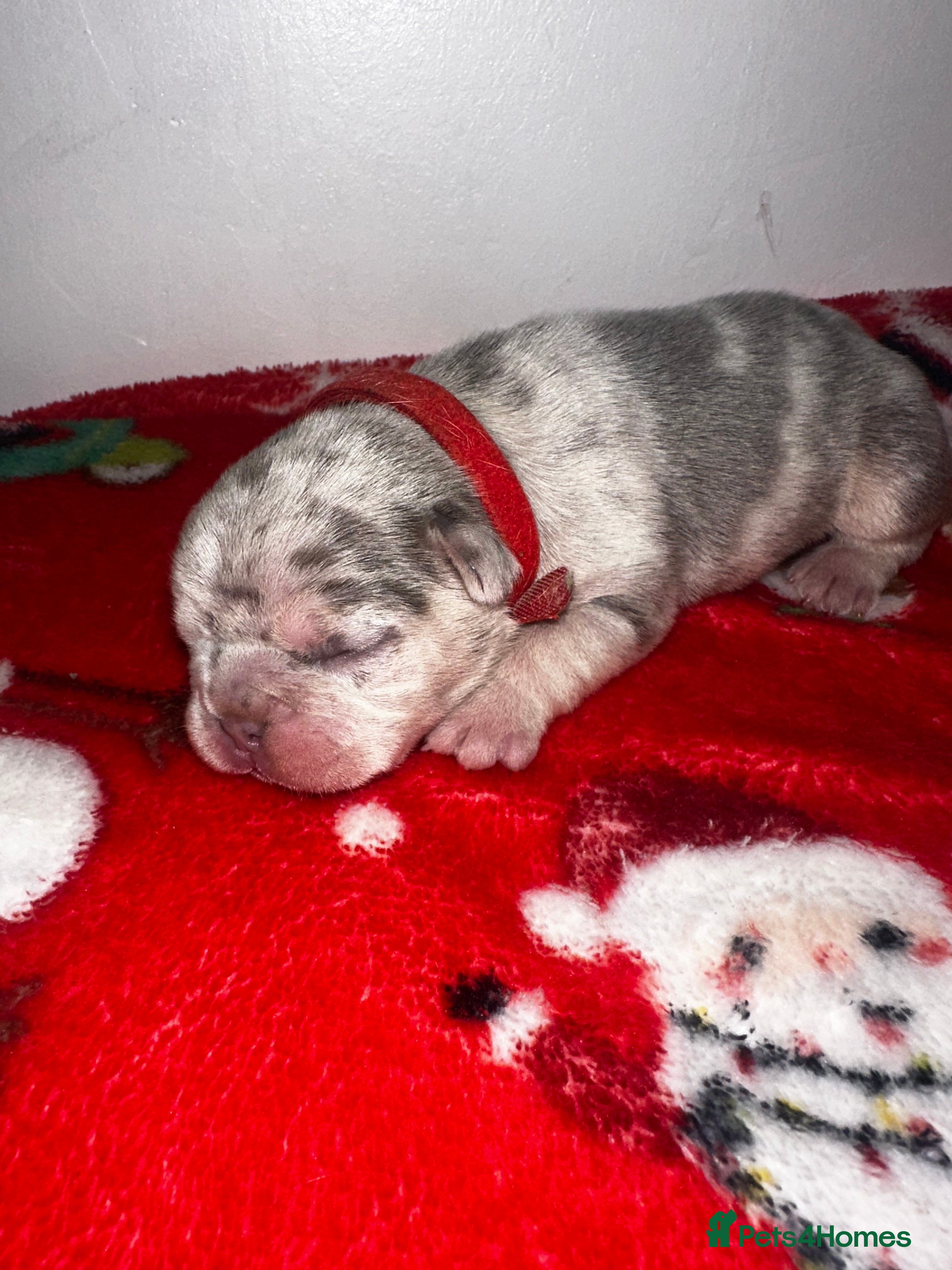 French Bulldog dogs DWKC French bulldog puppies - Advert 1