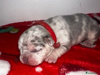 French Bulldog dogs DWKC French bulldog puppies - Advert 1