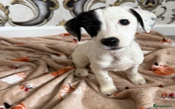 Mixed Breed dogs for sale: Cocker jack - Image 5