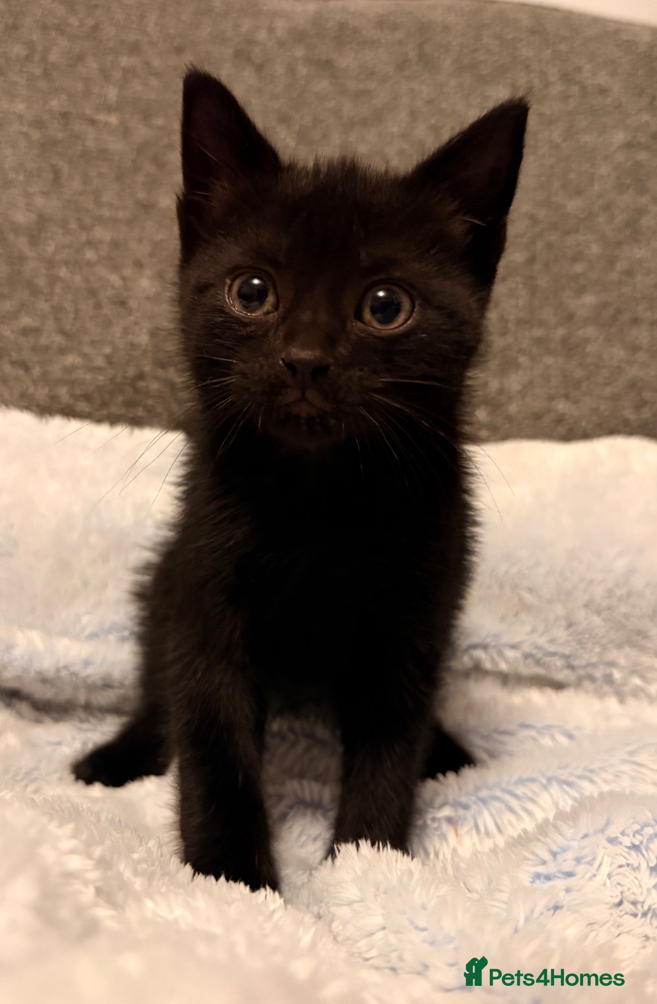 Mixed Breed cats Cutest kittens! Some £50 some £30!  - Advert 1