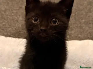 Mixed Breed cats Cutest kittens! Some £50 some £30! - Advert 1