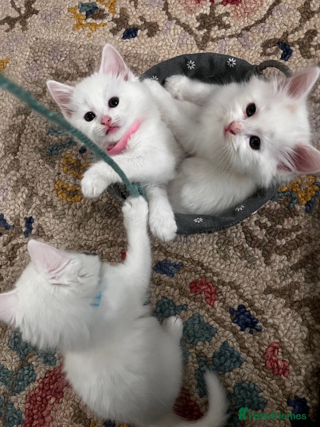 Turkish Angora cats for sale: Turkish Angora Longhair kittens - Advert 2
