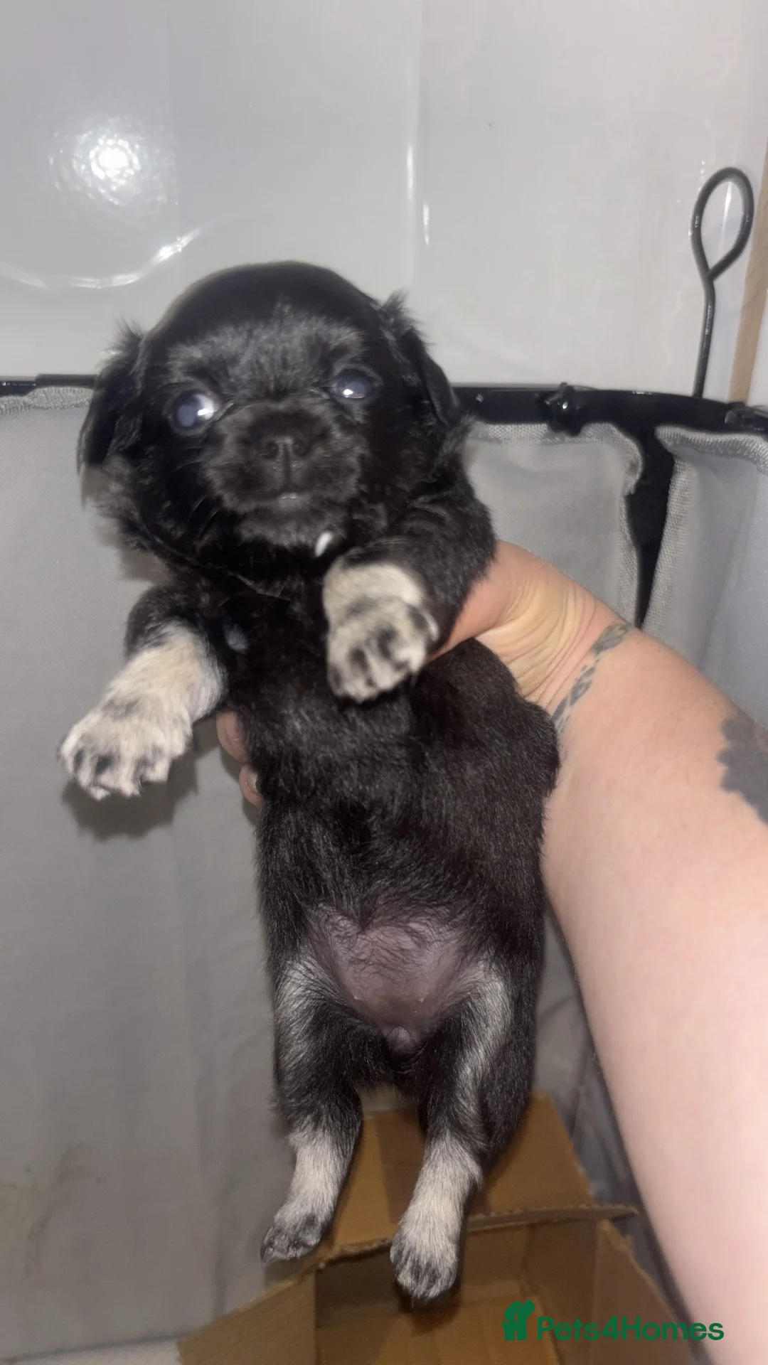 Chihuahua dogs for sale: Beautiful Long-Haired Chihuahua Girl 💕 - Advert 2