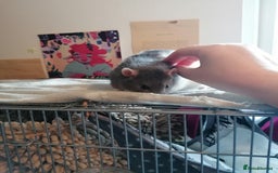 Rat rodents for sale: Free Rats with Cage etc, to good home - Image 7