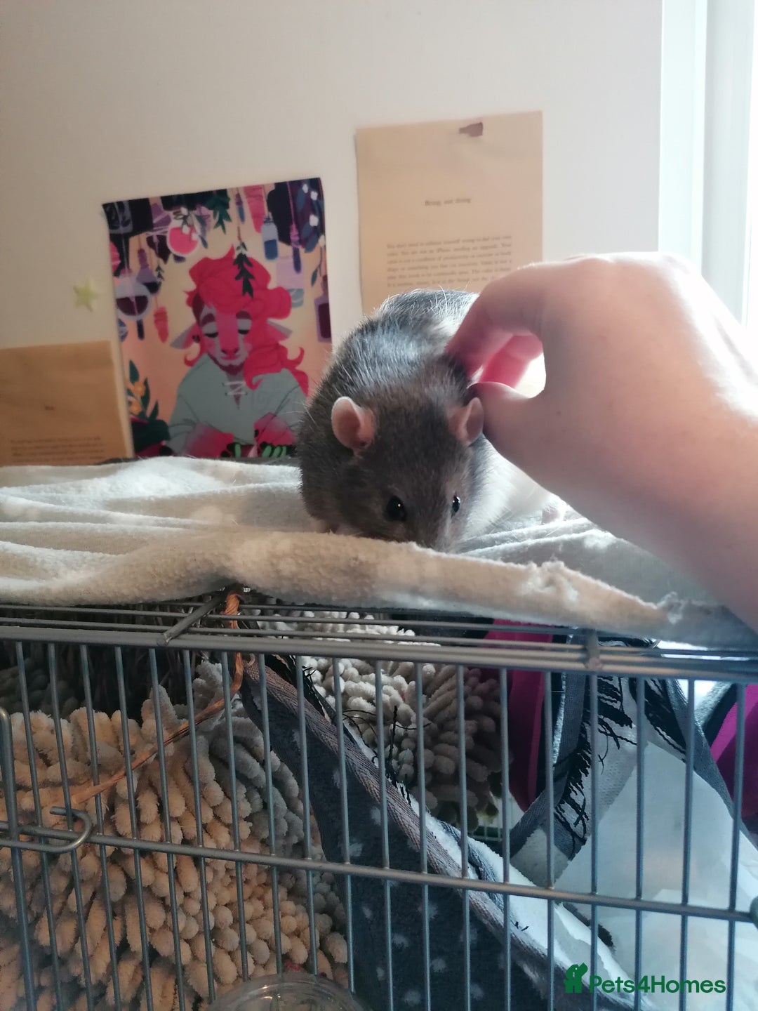 Rat rodents for sale: Free Rats with Cage etc, to good home - Image 7