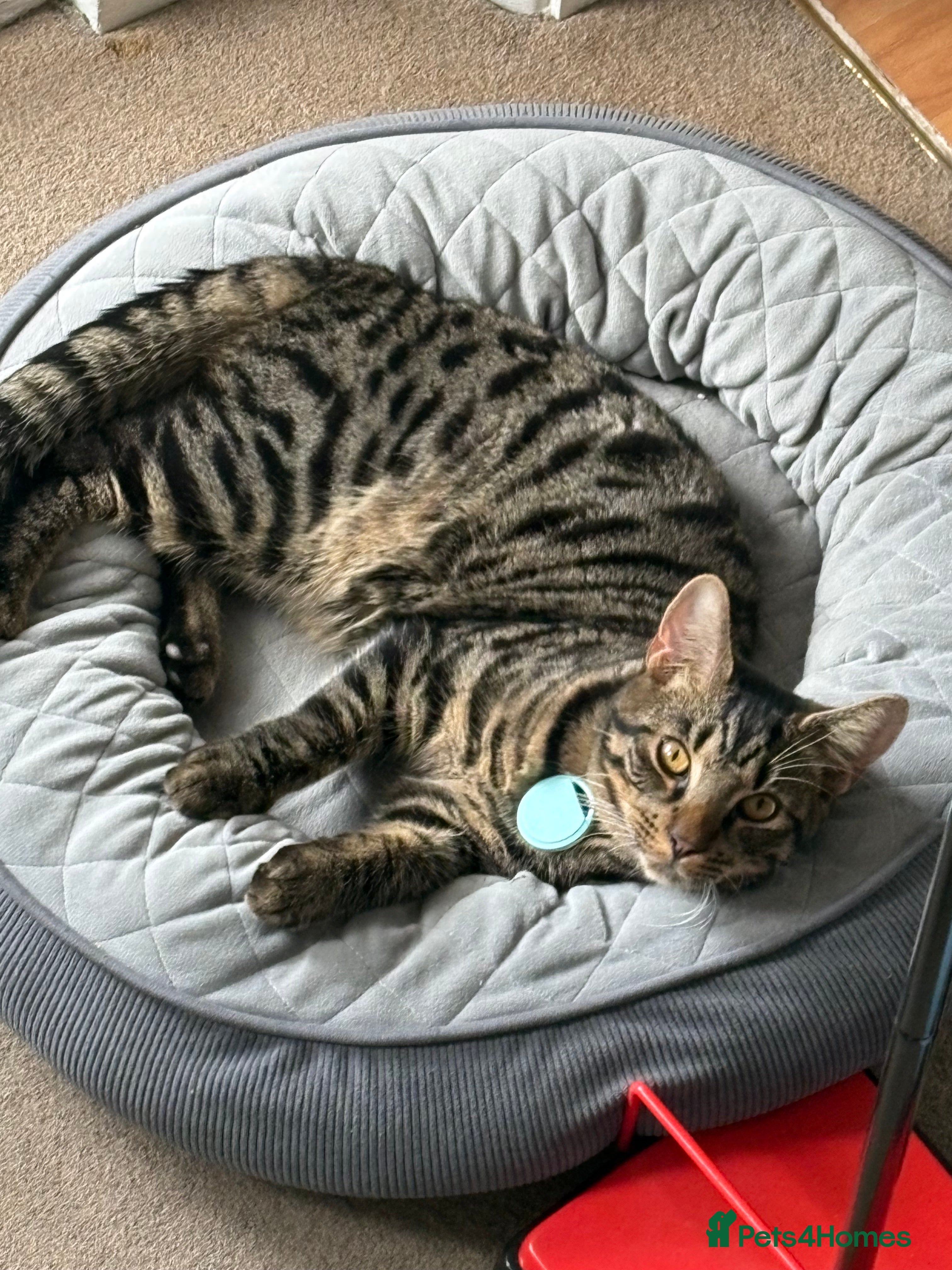 Mixed Breed cats Pet 1 - Advert 13