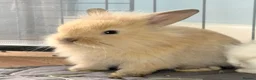 Lionhead rabbits for sale: Double Maned Lionheads Babies - Advert 27